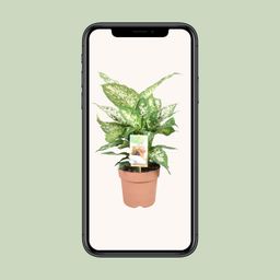 Dieffenbachia Compacta (9693)