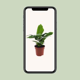 Musa Oriental Dwarf (8720634287364)