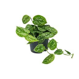 Scindapsus Pictus Argyraeus (8720634284752)