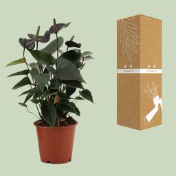 Anthurium Black Love In Transparant Sleeve (28824)