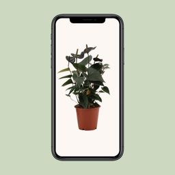 Anthurium Black Love In Transparant Sleeve (28824)
