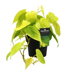 Philodendron Lime (12462)
