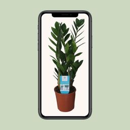 Zamioculcas Zamiifolia (16400)