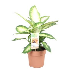 Dieffenbachia Camilla (9707)