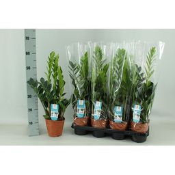 Zamioculcas 14cm (22451)