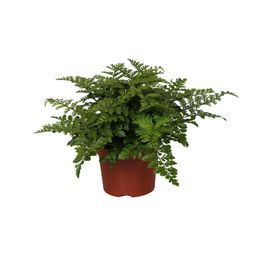 Asplenium Parvati (9631)