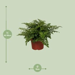 Asplenium Parvati (9631)