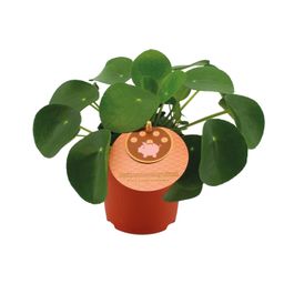 Pilea Peperomioides (12832)