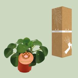 Pilea Peperomioides (12832)