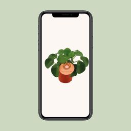 Pilea Peperomioides (12832)