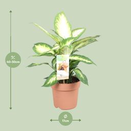 Dieffenbachia Camilla (9707)