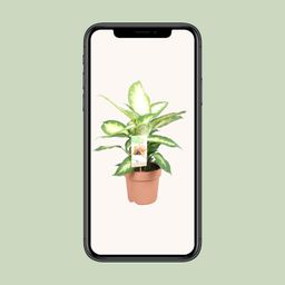 Dieffenbachia Camilla (9707)