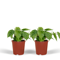 2x Philodendron Scandens - 15cm - ø12 (10272)