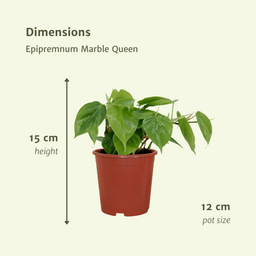 2x Philodendron Scandens - 15cm - ø12 (10272)