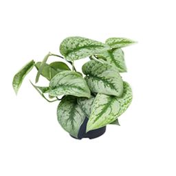 Scindapsus Pictus Trebie (8720634284714)