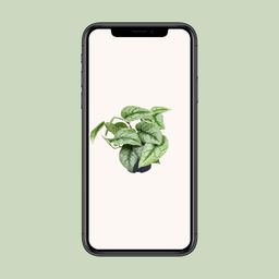 Scindapsus Pictus Trebie (8720634284714)