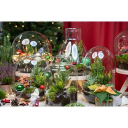 Tinsel Kerstmis terrarium - Planten terrarium - DIY kit Christmas - Ø 19 cm ↑ 20 cm (8720872025339)