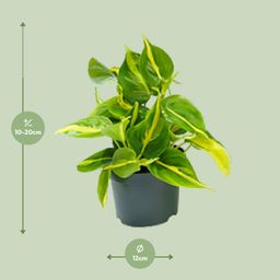 Philodendron Scandens Brasil (8720634284974)