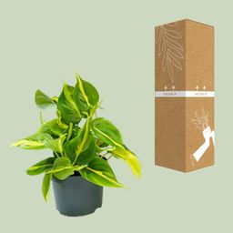Philodendron Scandens Brasil (8720634284974)