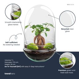 DIY Planten terrarium tweedelig bolglas - Egg XL Bonsai - Ø 17,5 cm ↑ 30 cm (8720872020174)