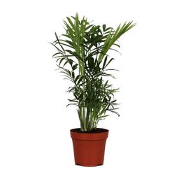Chamaedorea Elegans (9617)