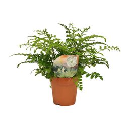 Asplenium Parvati (16775)