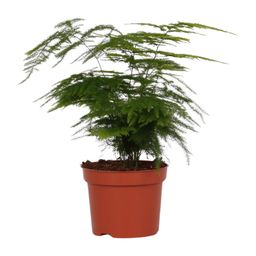 Asparagus Setaceus (8720634285650)