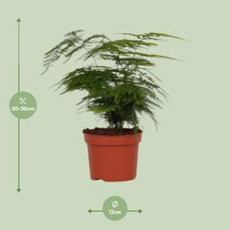 Asparagus Setaceus (8720634285650)