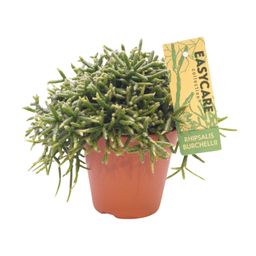 Rhipsalis Burchellii - Ø12 ↕20 (12033)