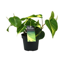 Philondendron Brasil Scandens (16426)