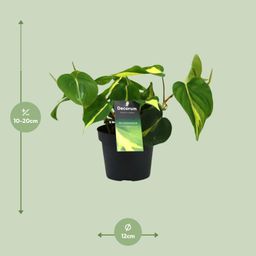 Philondendron Brasil Scandens (16426)