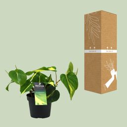 Philondendron Brasil Scandens (16426)
