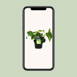 Philondendron Brasil Scandens (16426)