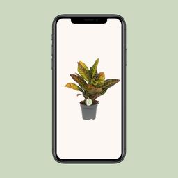 Codiaeum Petra - Croton (8720634284318)