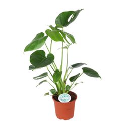 Monstera Deliciosa (15805)