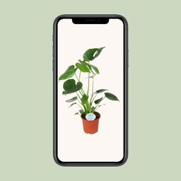 Monstera Deliciosa (15805)