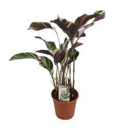Calathea Fusion White Basic (13066)