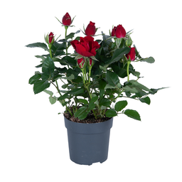 Rosa rood (8720955327329)