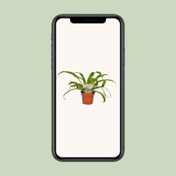 Asplenium Antiquum (9899)