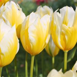 Flowerbulbs amsterdam Sweetheart - 15 bloembollen - Maat 12+ (8720938490095)