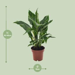 Spathiphyllum Diamond (18278)