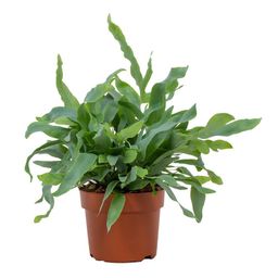 Phlebodium Blue Star 12cm (28810)