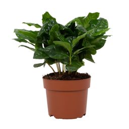 Coffea Arabica 12cm (28768)