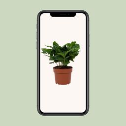 Coffea Arabica 12cm (28768)