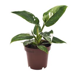 Philodendron White Princess (18280)
