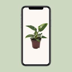 Philodendron White Princess (18280)