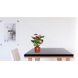 Anthurium Calon In Transparant Sleeve (28826)
