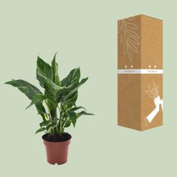 Spathiphyllum Diamond (18278)