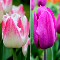 Flowerbulbs amsterdam Appie's Best - 30 bloembollen - Maat 12+ (8720938490316)
