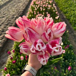 Flowerbulbs amsterdam Appie's Best - 30 bloembollen - Maat 12+ (8720938490316)